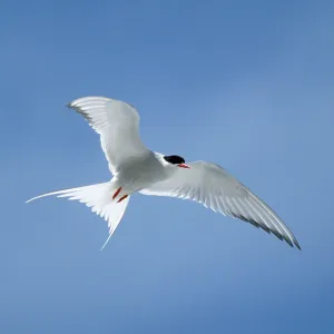 Arctic Tern - in flight Arctic Tern - in flight