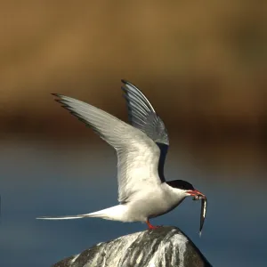 ARCTIC TERN - on rock, with fish in beak ARCTIC TERN - on rock, with fish in beak