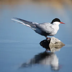 ARCTIC TERN - on rock, in water ARCTIC TERN - on rock, in water