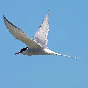Arctic Tern - Single adult in flight, North Uist Arctic Tern - Single adult in flight, North Uist