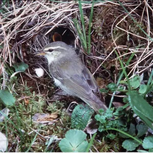 ARCTIC WARBLER - AT NEST ARCTIC WARBLER - AT NEST