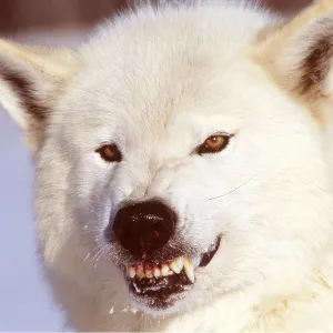 ARCTIC WOLF / Tundra wolf - snarling, close-up of head ARCTIC WOLF / Tundra wolf - snarling, close-up of head