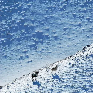 Argali / Wild Sheep 4600m Argali / Wild Sheep 4600m