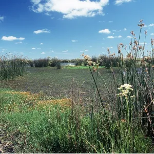 ARGENTINA - PAMPA WETLANDS ARGENTINA - PAMPA WETLANDS