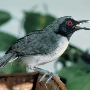 Ash-Breasted Antbird