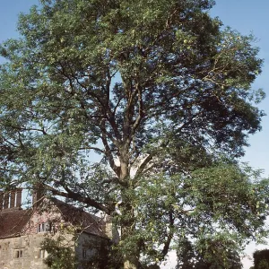 ASH TREE - by house ASH TREE - by house