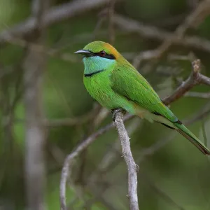 Asian Green Bee-eater (Merops orientalis orientalis) on a branch Asian Green Bee-eater (Merops orientalis orientalis) on a branch
