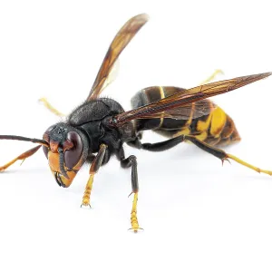 Asian Hornet - on white - Allariz, Galicia, Spain Asian Hornet - on white - Allariz, Galicia, Spain