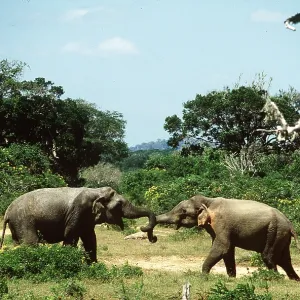 ASIAN / INDIAN ELEPHANT - 2 Bulls sparring ASIAN / INDIAN ELEPHANT - 2 Bulls sparring