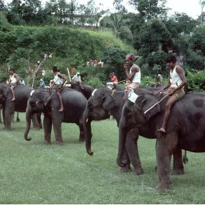 ASIAN / INDIAN ELEPHANT - Race meet ASIAN / INDIAN ELEPHANT - Race meet