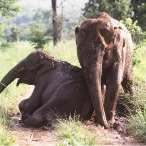 ASIAN / INDIAN ELEPHANT - resting after mud bathing ASIAN / INDIAN ELEPHANT - resting after mud bathing