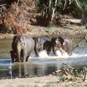 ASIAN / INDIAN ELEPHANT - in river ASIAN / INDIAN ELEPHANT - in river
