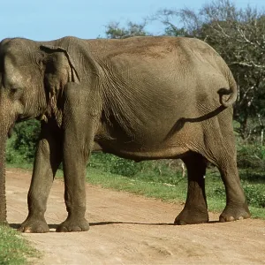 Asian / Indian ELEPHANT - standing on path Asian / Indian ELEPHANT - standing on path