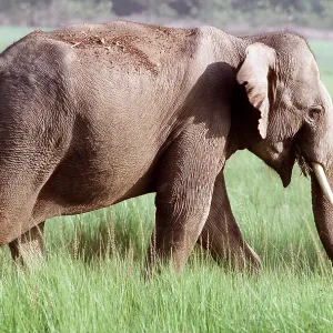 ASIAN / INDIAN ELEPHANT - side view walking ASIAN / INDIAN ELEPHANT - side view walking