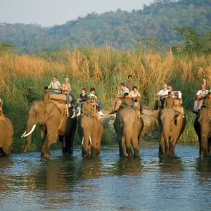 ASIAN / INDIAN ELEPHANTS - carrying tourists ASIAN / INDIAN ELEPHANTS - carrying tourists