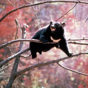 Asiatic Black Bear Asiatic Black Bear
