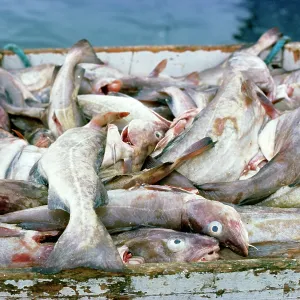 Atlantic Cod - crate full of fish Atlantic Cod - crate full of fish