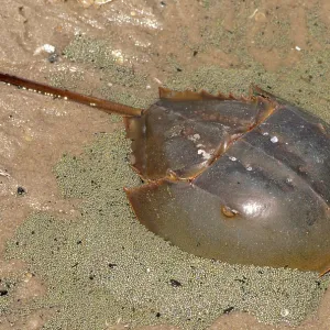 Atlantic Horseshoe Crab - laying eggs Atlantic Horseshoe Crab - laying eggs