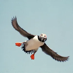 Atlantic PUFFIN - in flight Atlantic PUFFIN - in flight