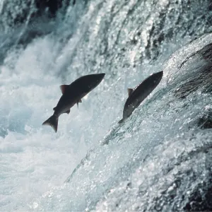 ATLANTIC SALMON - pair leaping up river ATLANTIC SALMON - pair leaping up river