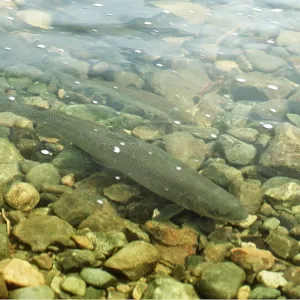 ATLANTIC SALMON - SPAWNING ATLANTIC SALMON - SPAWNING
