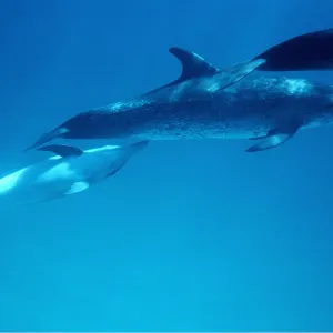 Atlantic Spotted Dolphin - adult nursing young Atlantic Spotted Dolphin - adult nursing young