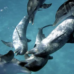 Atlantic Spotted Dolphin - interspecies head to Atlantic Spotted Dolphin - interspecies head to