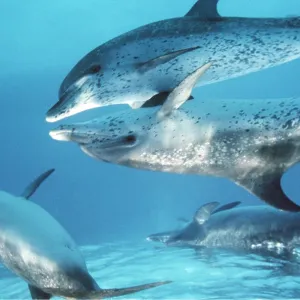 Atlantic Spotted Dolphin - touching fins Atlantic Spotted Dolphin - touching fins