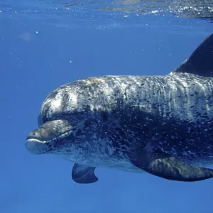 Atlantic Spotted Dolphin - underwater Atlantic Spotted Dolphin - underwater