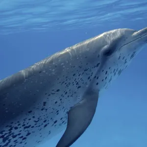 Atlantic Spotted Dolphin - underwater Atlantic Spotted Dolphin - underwater