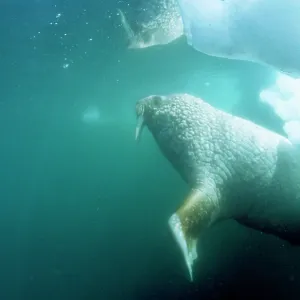 Atlantic WALRUS Atlantic WALRUS