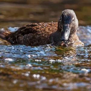 Auckland Islands Teal in the water