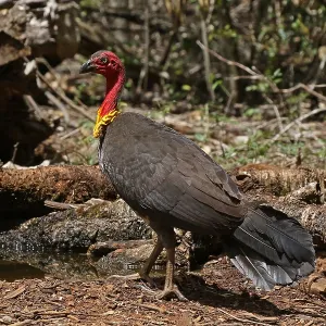 Australian Brush-Turkey Australian Brush-Turkey