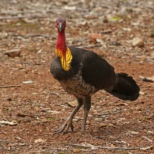 Australian Brush-Turkey male Australian Brush-Turkey male