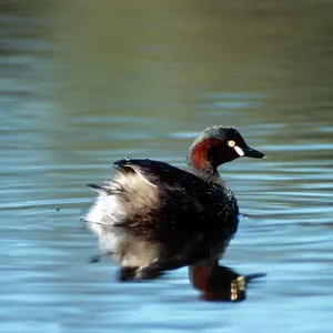 Australian Grebe Australian Grebe