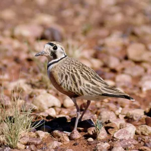 Australian / Inland Dotterel Australian / Inland Dotterel
