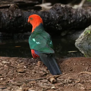 Australian King Parrot male Australian King Parrot male