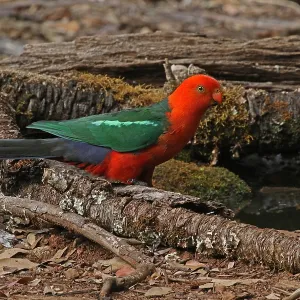 Australian King Parrot male Australian King Parrot male