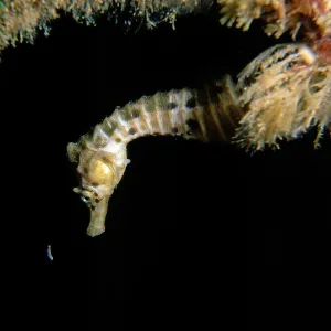 Australian pot-bellied seahorse - juvenile hunting Australian pot-bellied seahorse - juvenile hunting