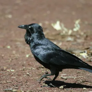 Australian RAVEN - walking, side view