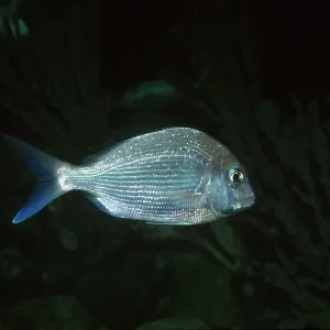 Australian Snapper Australian Snapper