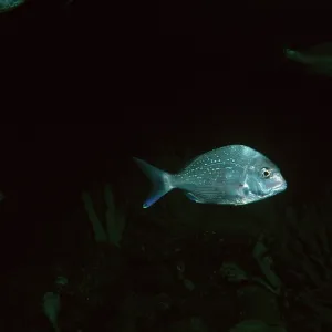 Australian Snapper Australian Snapper