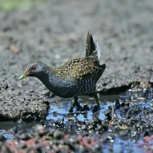 Australian Spotted CRAKE
