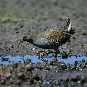 Australian Spotted crake