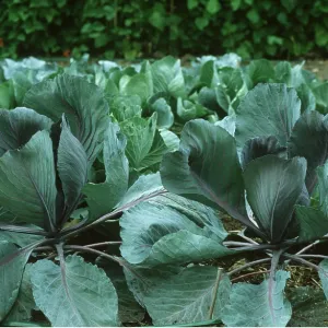 AUTUMN CABBAGE AUTUMN CABBAGE