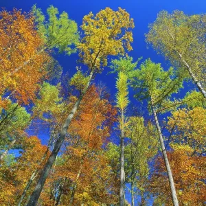 Autumn forest - mixed deciduous forest with oaks Autumn forest - mixed deciduous forest with oaks