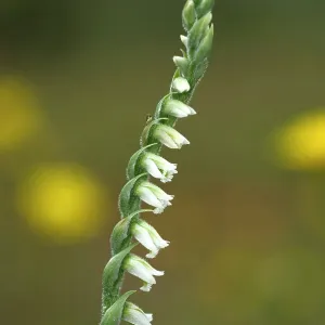 Autumn Lady's-tresses orchid Autumn Lady's-tresses orchid