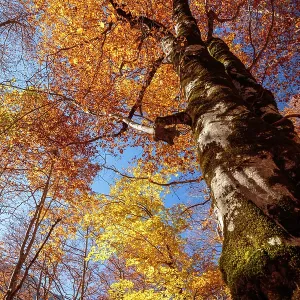 Autumn trees