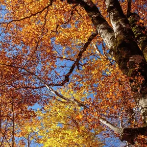 Autumn trees
