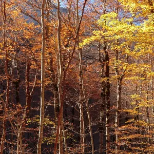 Autumn trees